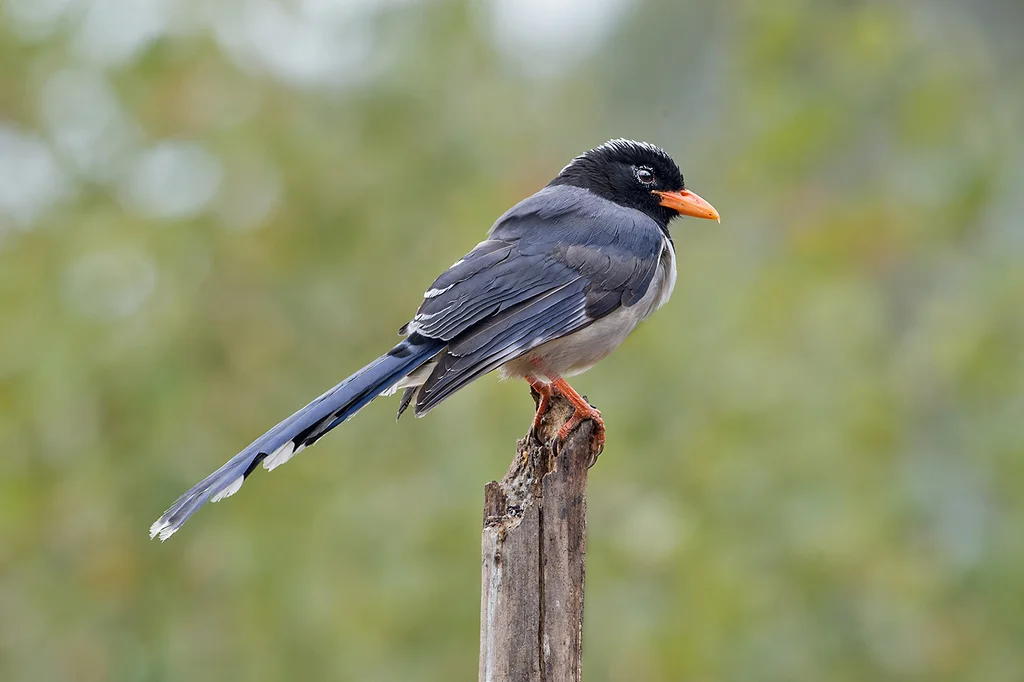 红嘴蓝鹊(Urocissa erythroryncha)