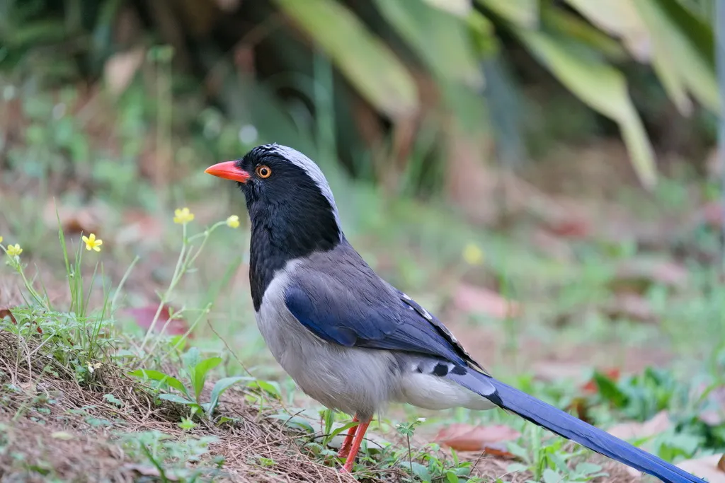 红嘴蓝鹊(Urocissa erythroryncha)