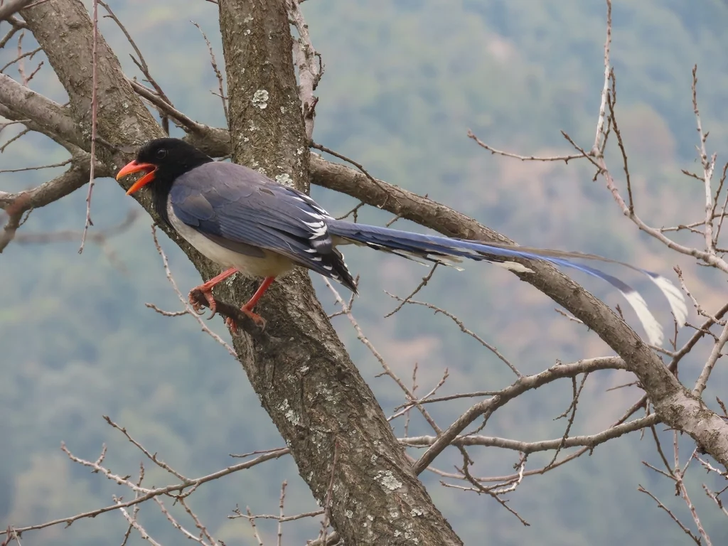 红嘴蓝鹊(Urocissa erythroryncha)