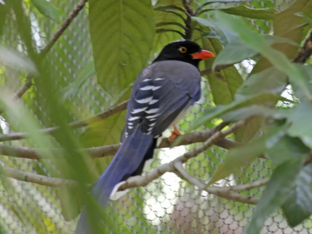 红嘴蓝鹊(Urocissa erythroryncha)
