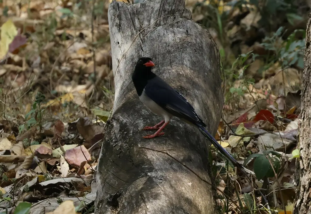 红嘴蓝鹊(Urocissa erythroryncha)