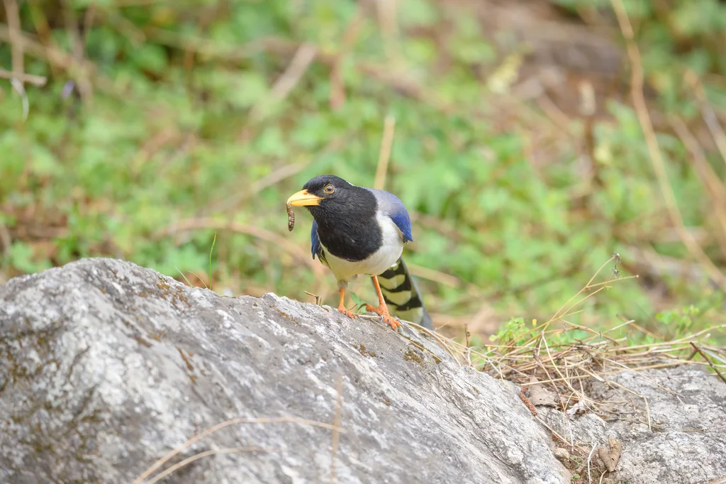 黄嘴蓝鹊(Urocissa flavirostris)