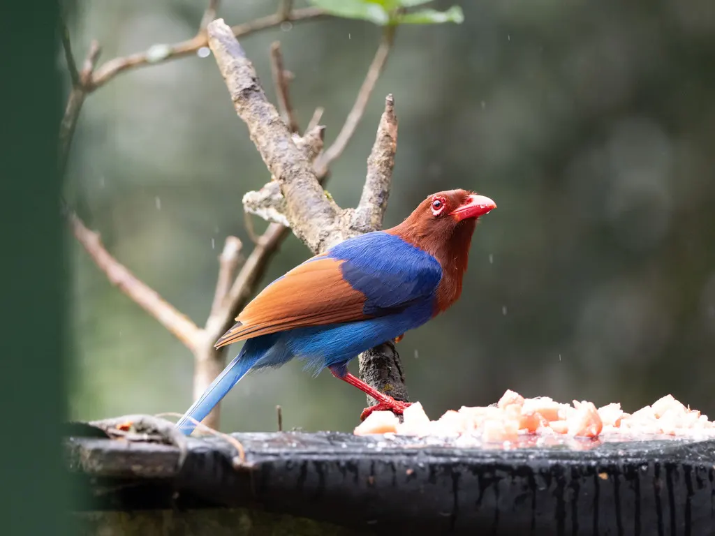 斯里兰卡蓝鹊(Urocissa ornata)