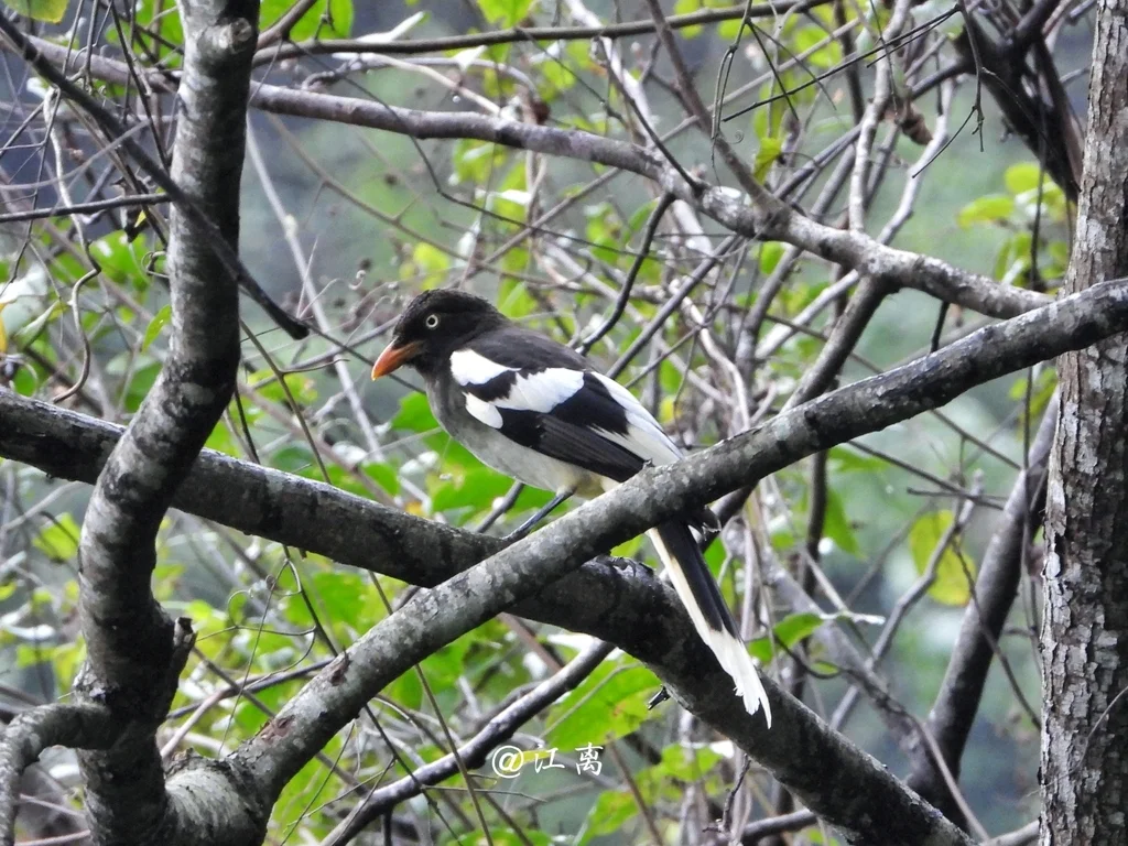 白翅蓝鹊(Urocissa whiteheadi)