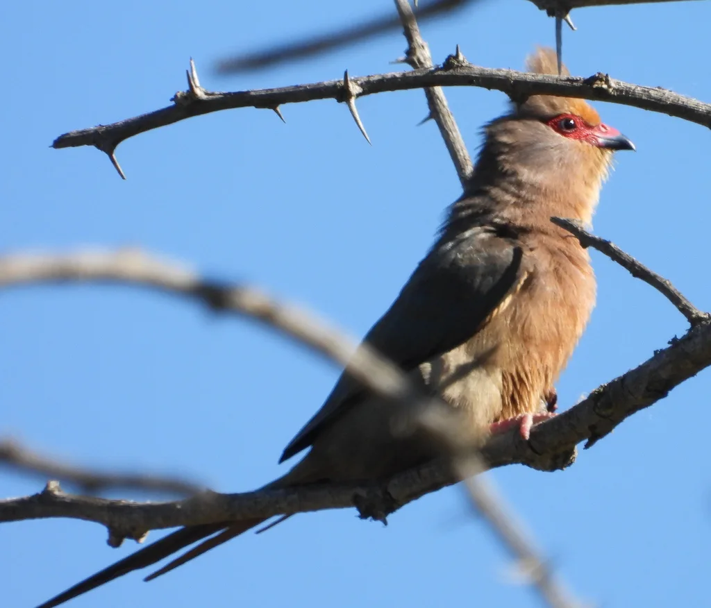 红脸鼠鸟(Urocolius indicus)