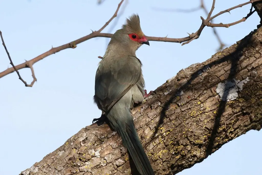红脸鼠鸟(Urocolius indicus)