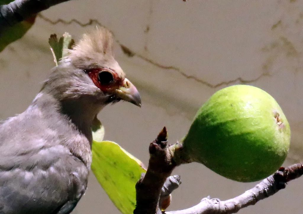 红脸鼠鸟(Urocolius indicus)