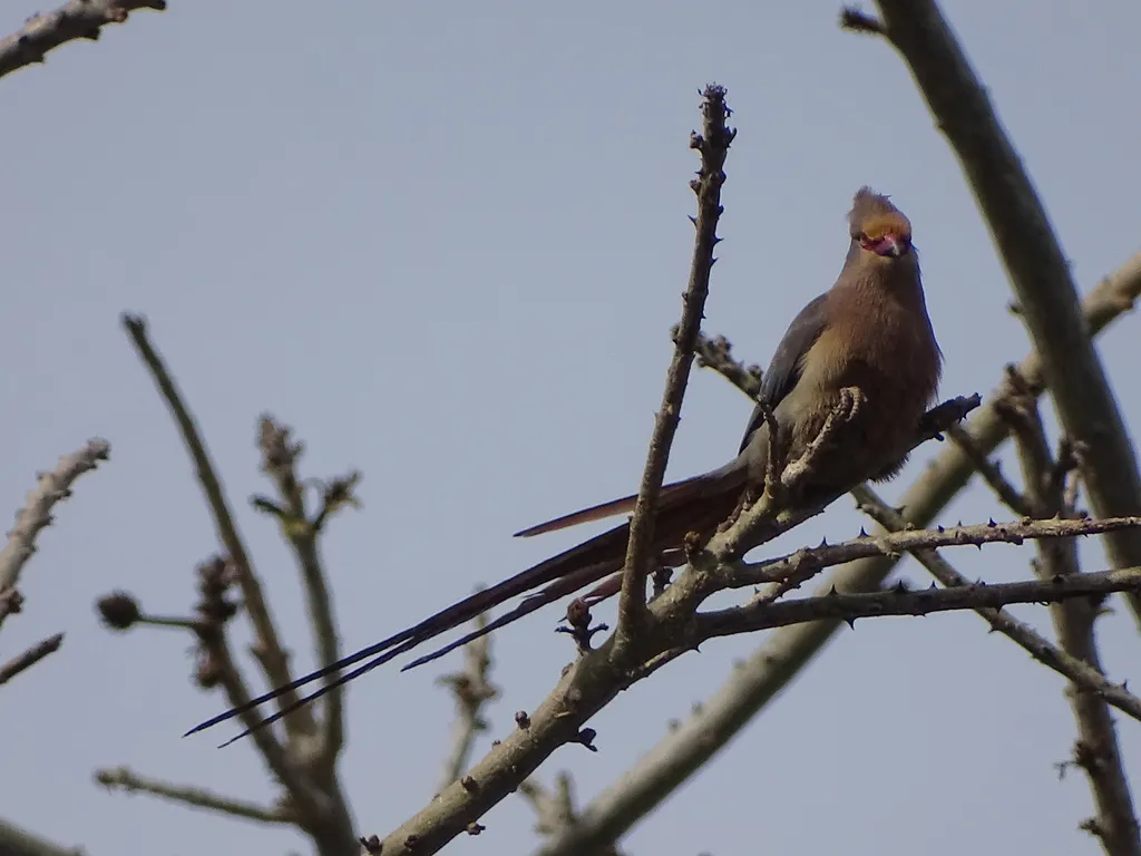 红脸鼠鸟(Urocolius indicus)