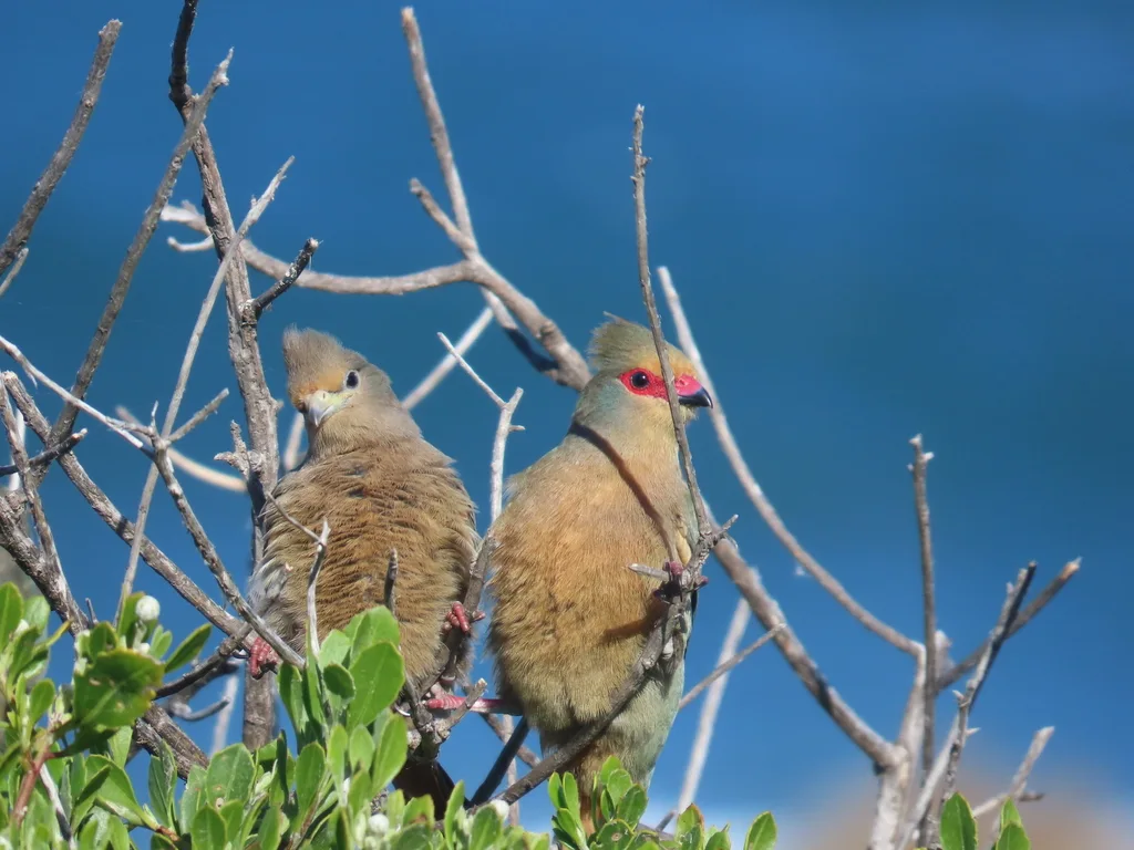 红脸鼠鸟(Urocolius indicus)