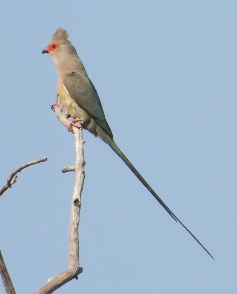 红脸鼠鸟(Urocolius indicus)