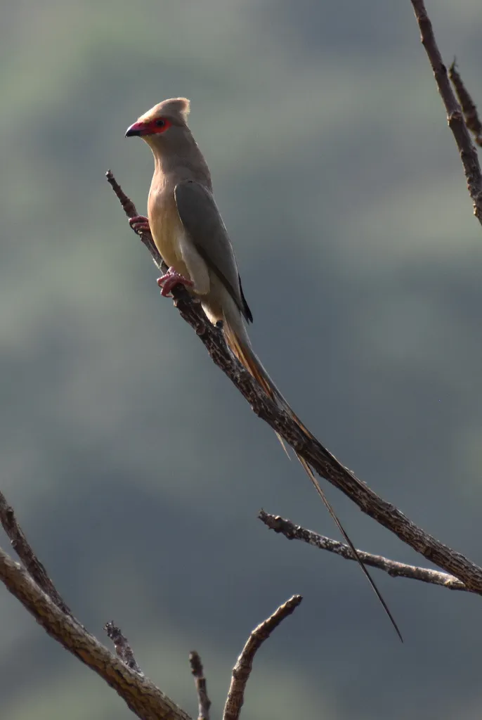 红脸鼠鸟(Urocolius indicus)