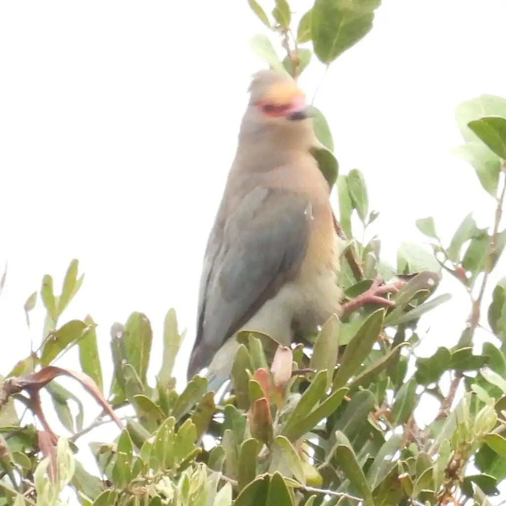 红脸鼠鸟(Urocolius indicus)