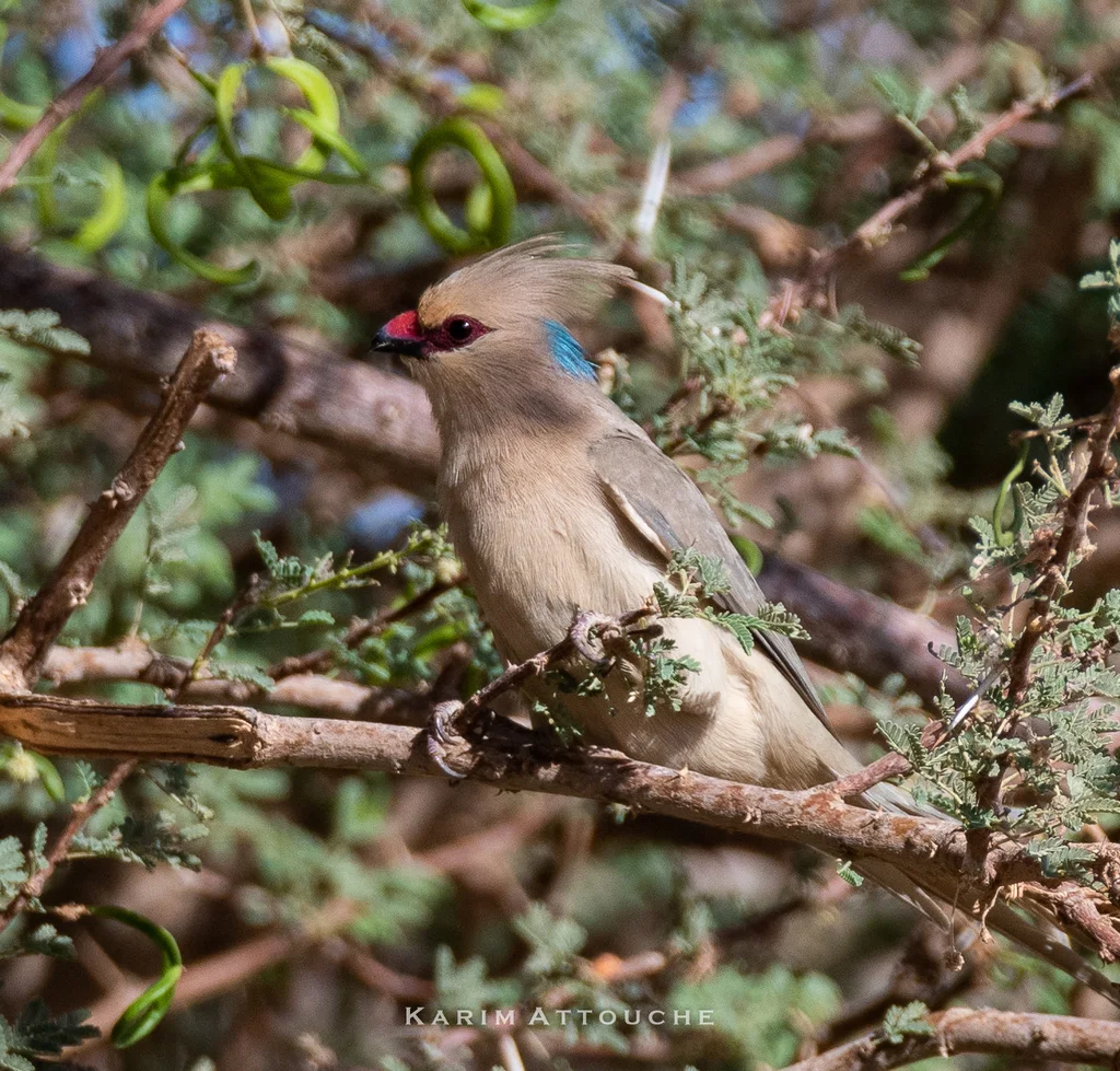 蓝枕鼠鸟(Urocolius macrourus)