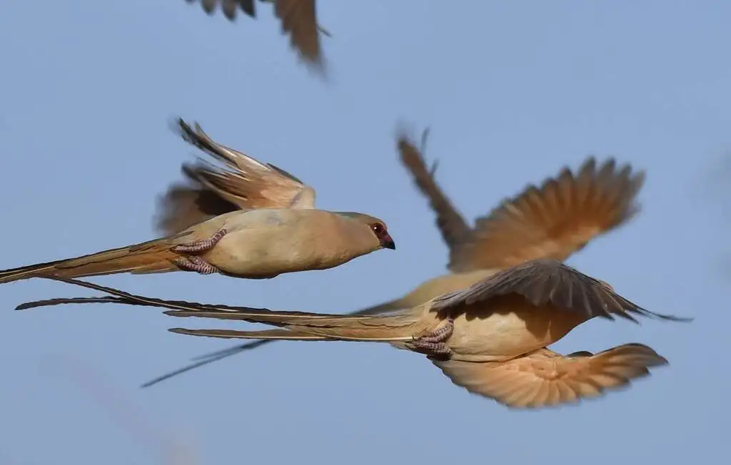 蓝枕鼠鸟(Urocolius macrourus)