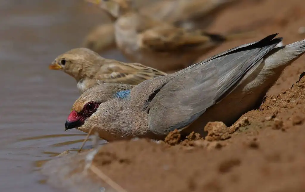 蓝枕鼠鸟(Urocolius macrourus)