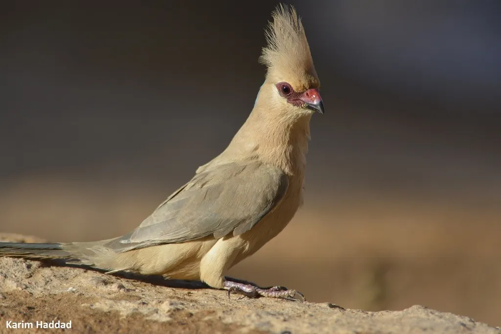 蓝枕鼠鸟(Urocolius macrourus)