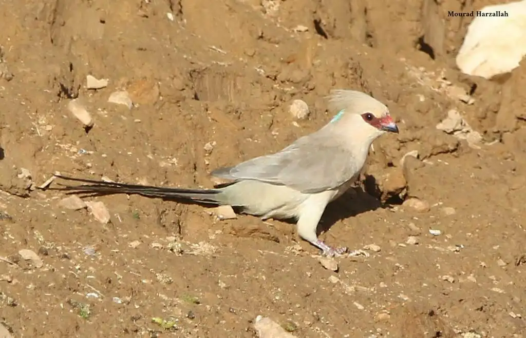 蓝枕鼠鸟(Urocolius macrourus)