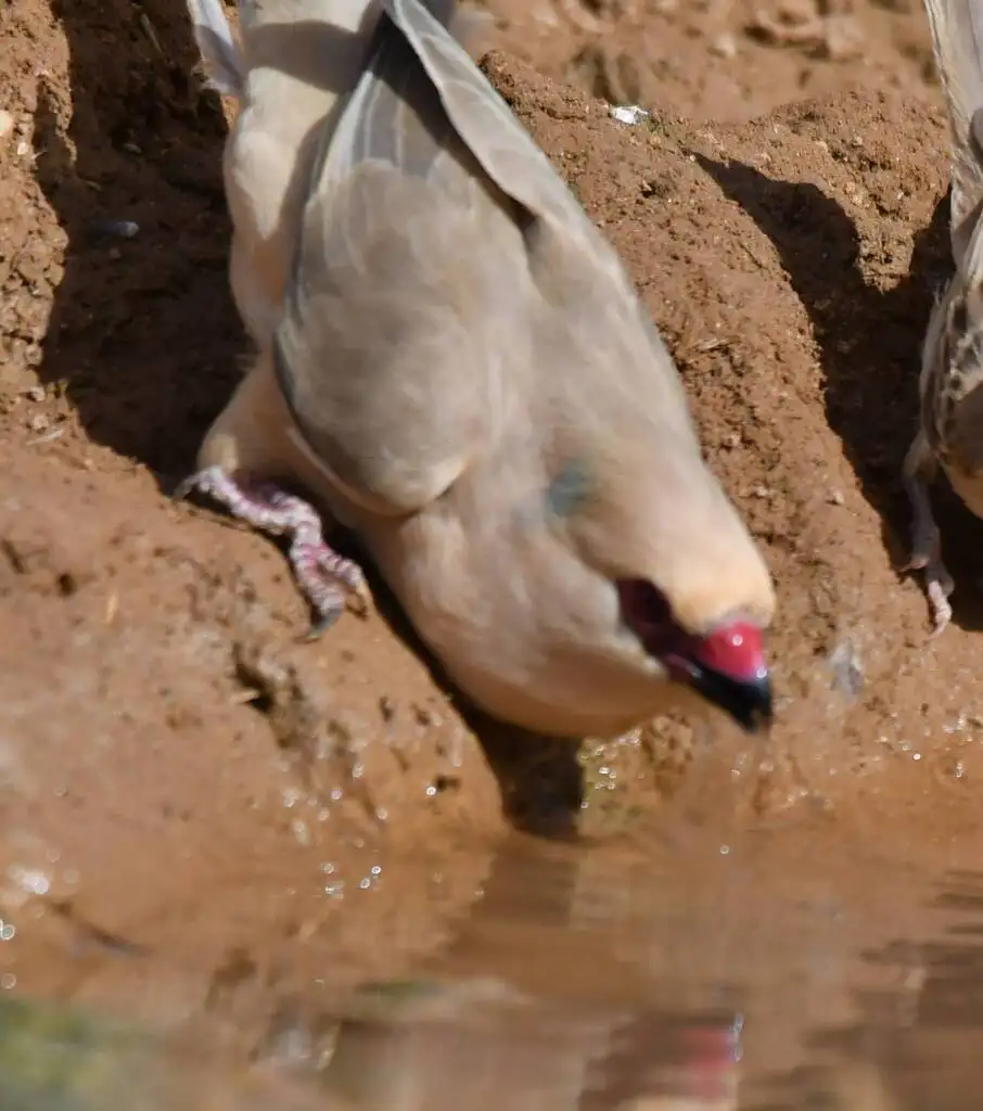 蓝枕鼠鸟(Urocolius macrourus)