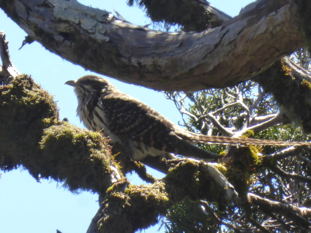 长尾噪鹃(Urodynamis taitensis)