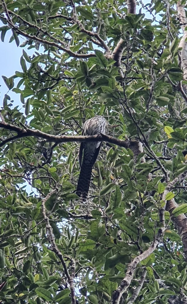 长尾噪鹃(Urodynamis taitensis)