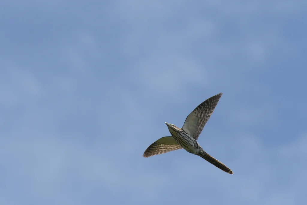 长尾噪鹃(Urodynamis taitensis)