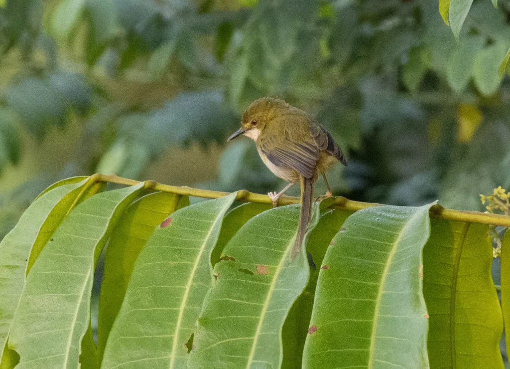 绿长尾莺(Urolais epichlorus)