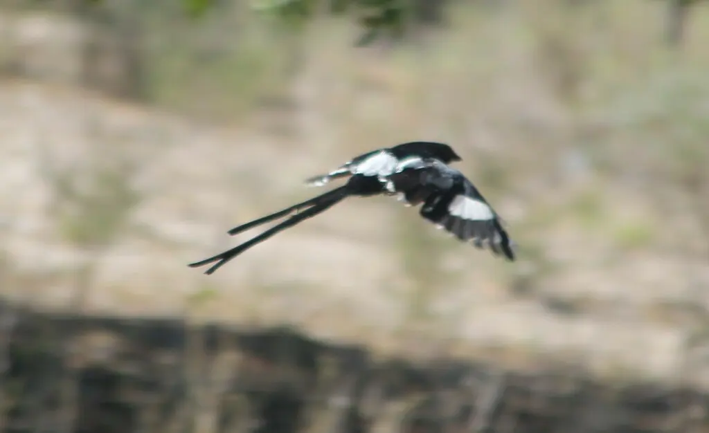 白肩鹊鵙(Urolestes melanoleucus)