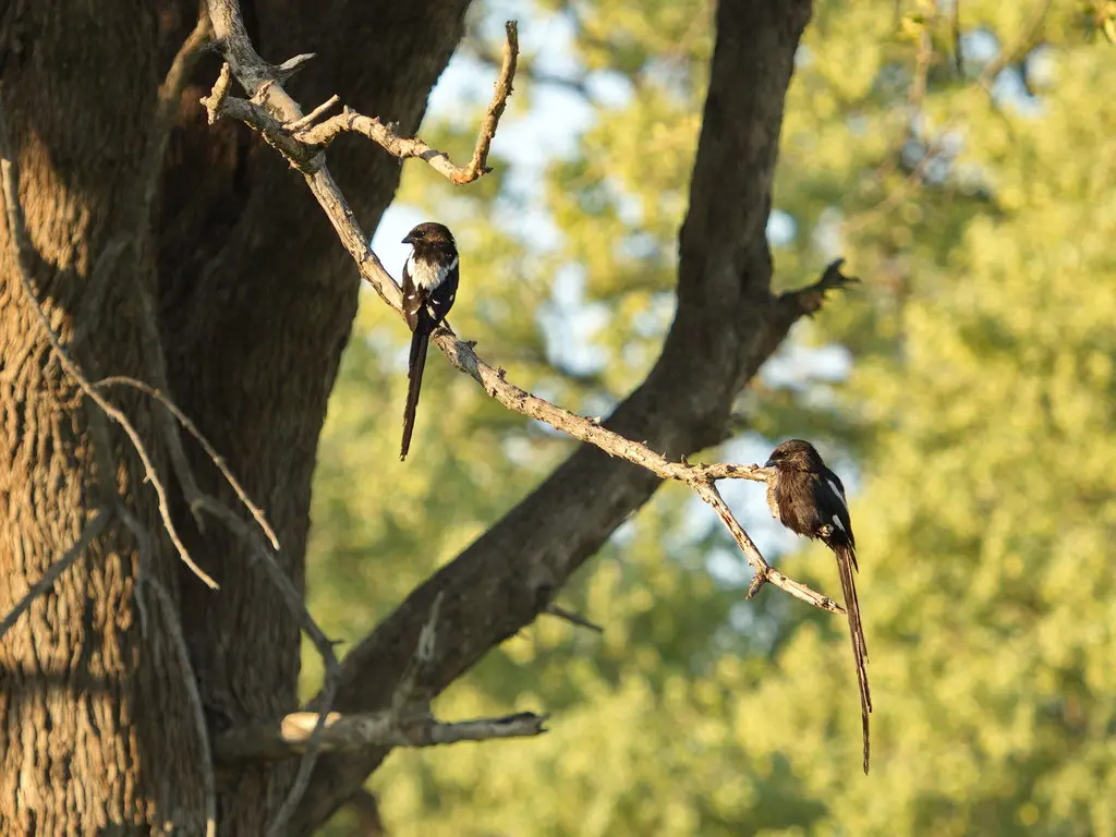 白肩鹊鵙(Urolestes melanoleucus)