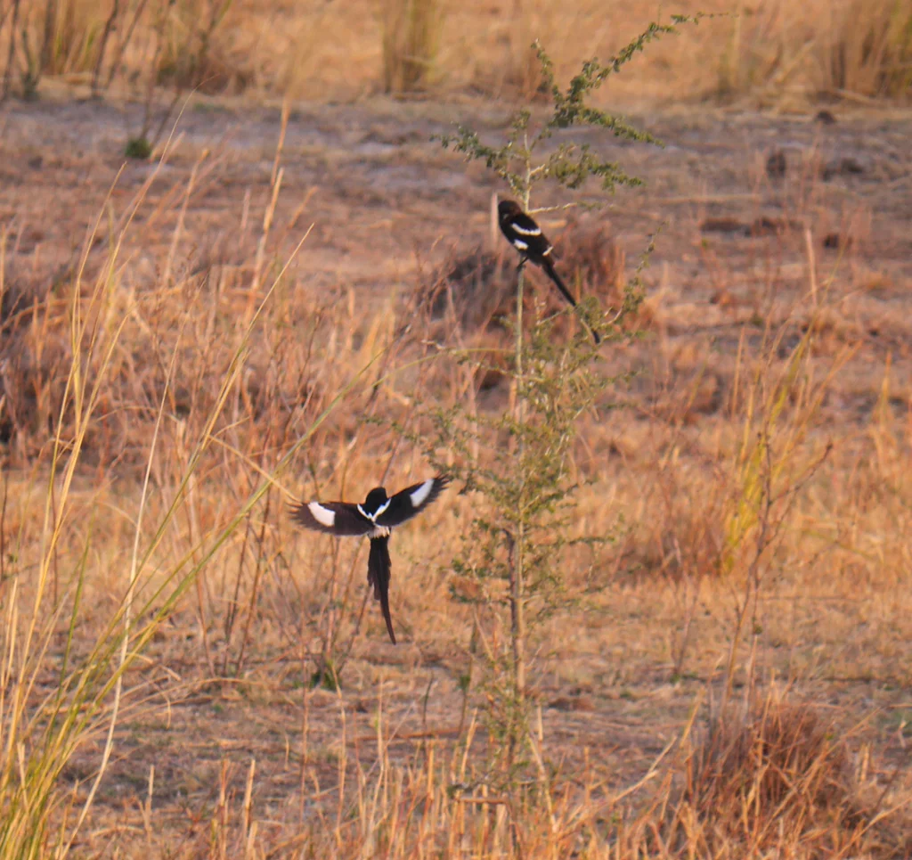 白肩鹊鵙(Urolestes melanoleucus)