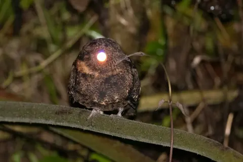 大燕尾夜鹰