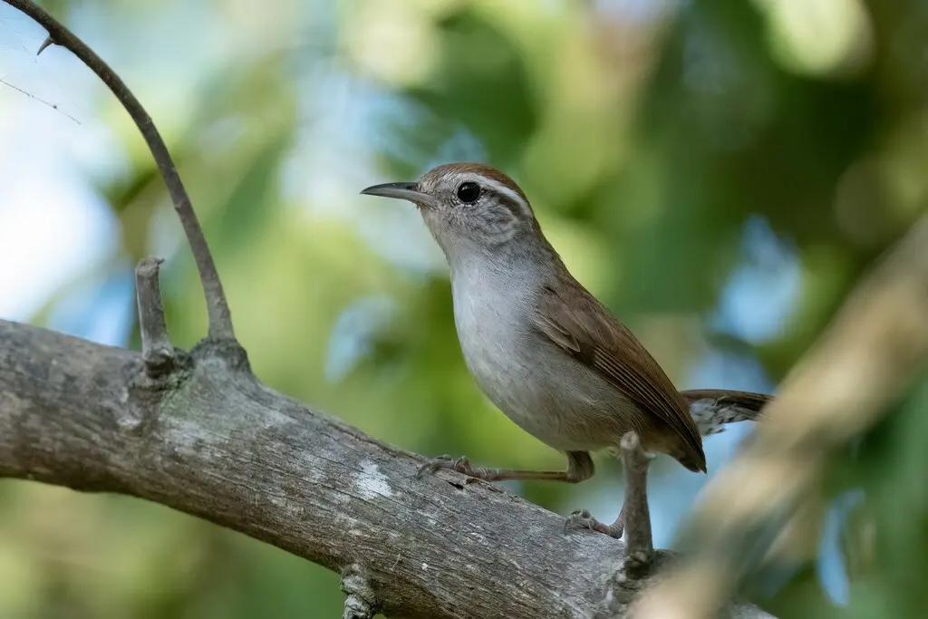 白腹鹪鹩(Uropsila leucogastra)