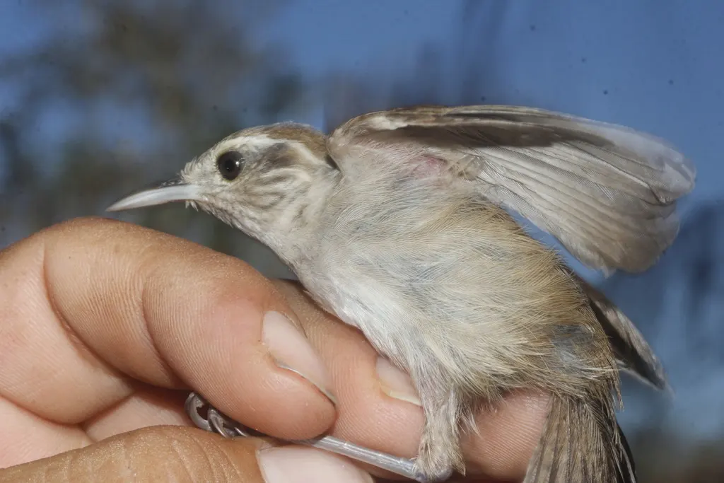白腹鹪鹩(Uropsila leucogastra)