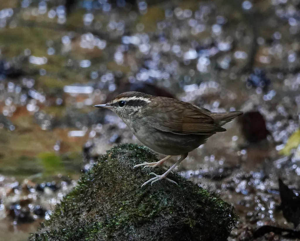 鳞头树莺(Urosphena squameiceps)