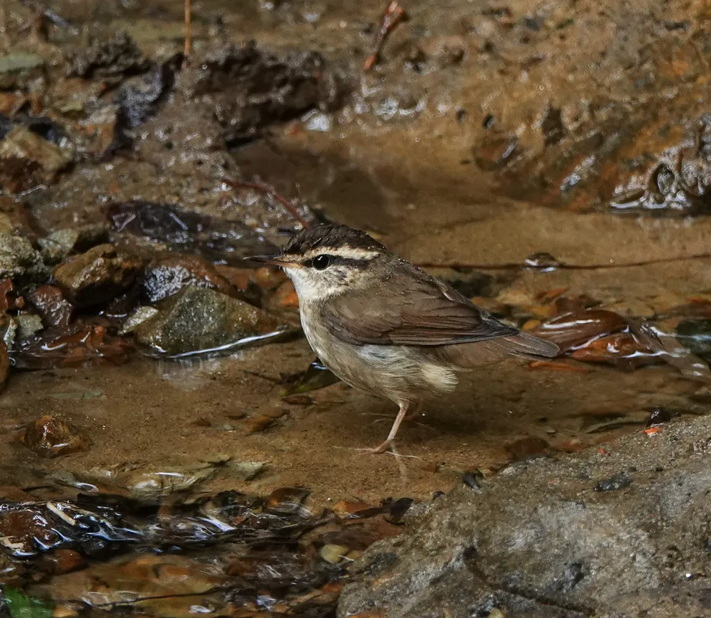 鳞头树莺(Urosphena squameiceps)