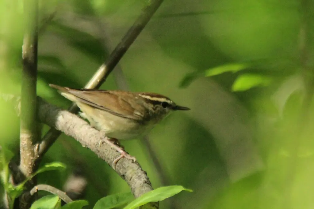 鳞头树莺(Urosphena squameiceps)