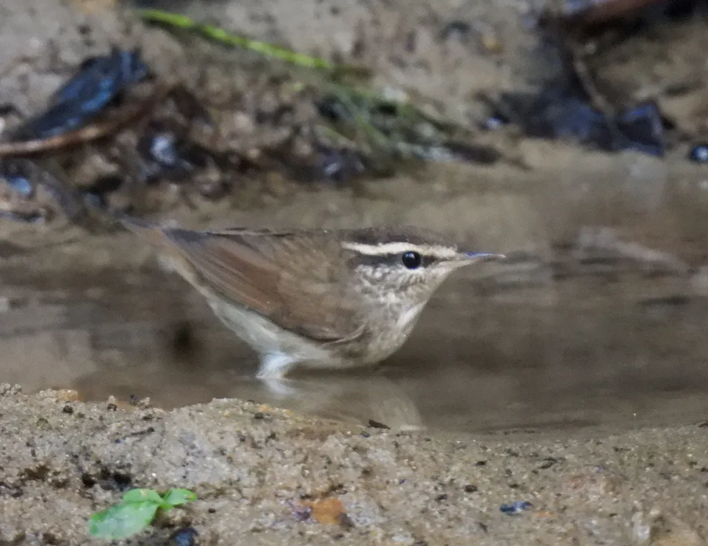 鳞头树莺(Urosphena squameiceps)