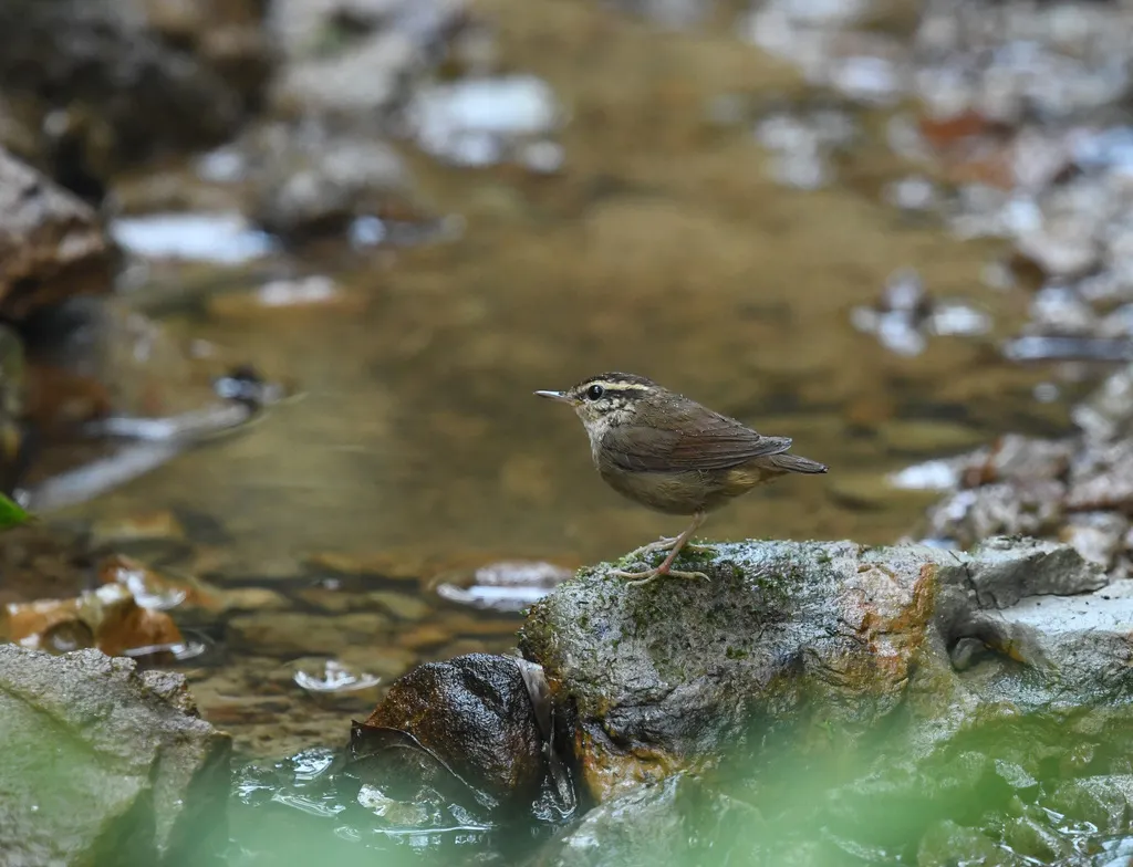 鳞头树莺(Urosphena squameiceps)