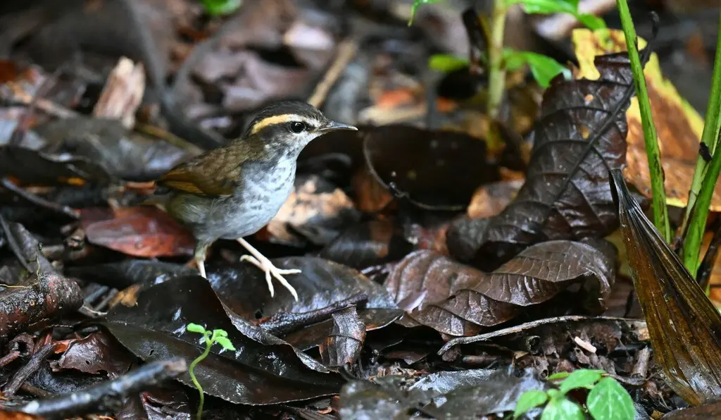 印尼短尾莺(Urosphena whiteheadi)
