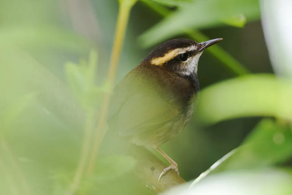 印尼短尾莺(Urosphena whiteheadi)
