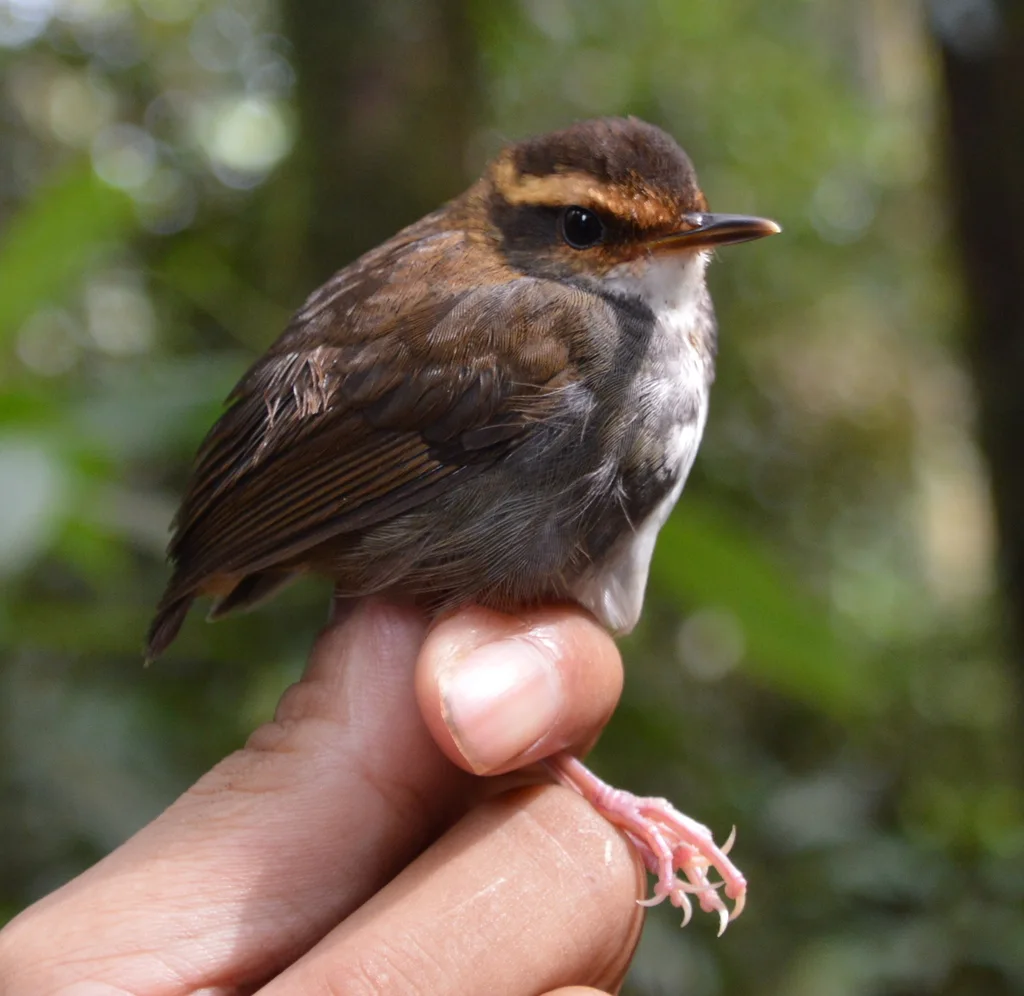 印尼短尾莺(Urosphena whiteheadi)