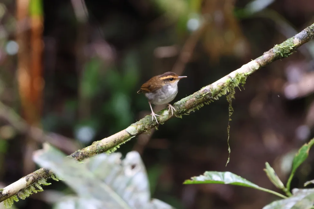 印尼短尾莺(Urosphena whiteheadi)