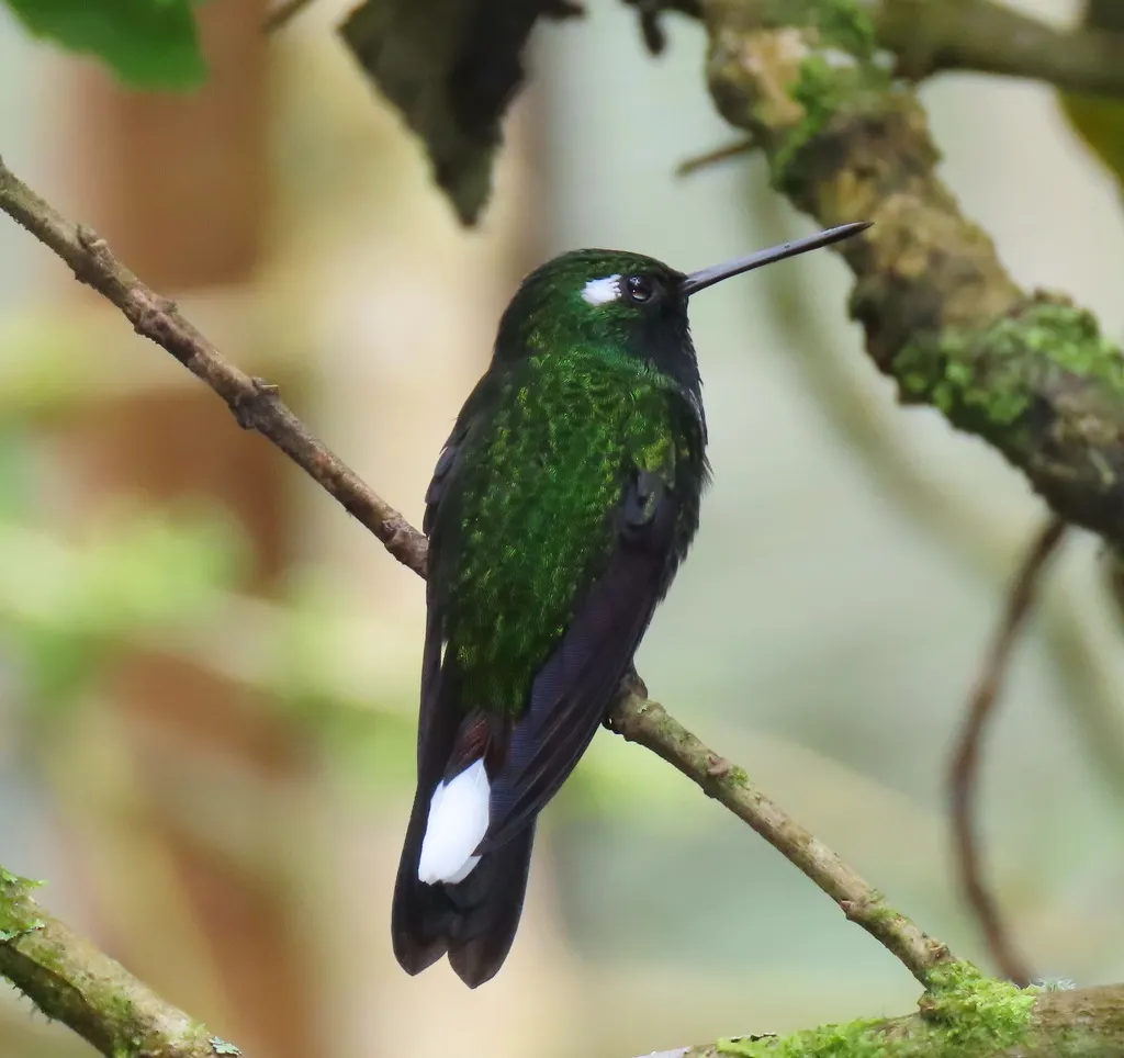 白尾梢蜂鸟(Urosticte benjamini)