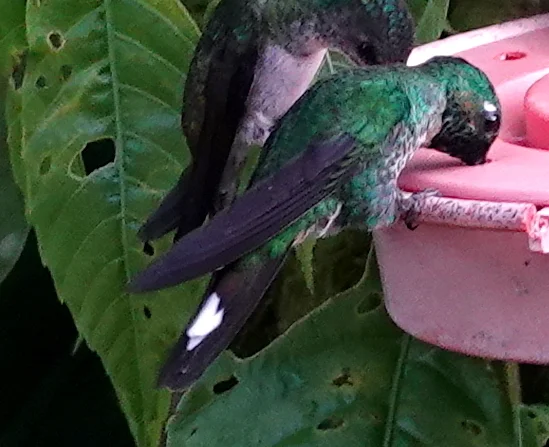 棕臀白尾梢蜂鸟(Urosticte ruficrissa)