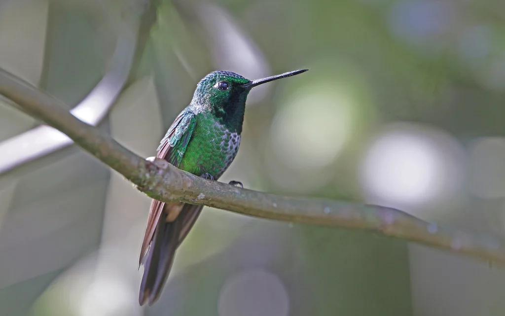 棕臀白尾梢蜂鸟(Urosticte ruficrissa)