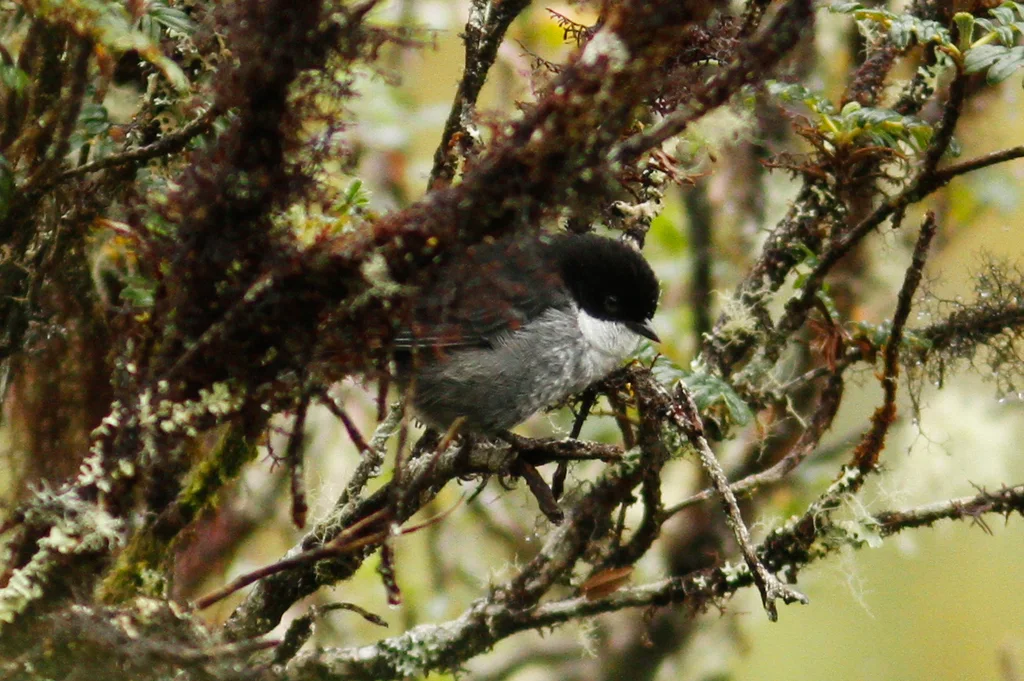 黑背丛雀(Urothraupis stolzmanni)