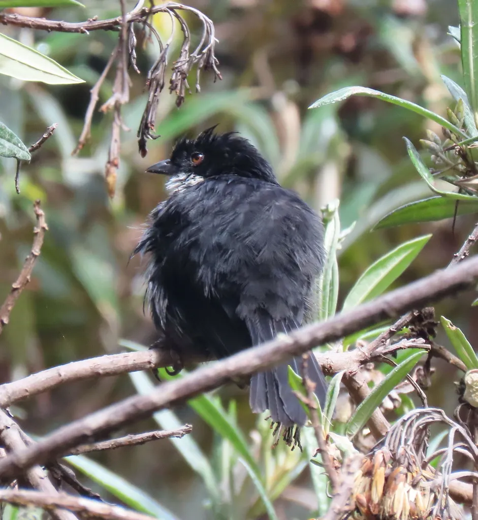 黑背丛雀(Urothraupis stolzmanni)