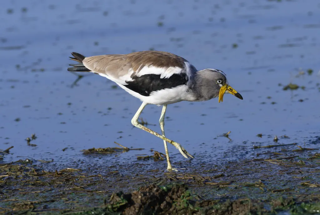 白头麦鸡(Vanellus albiceps)