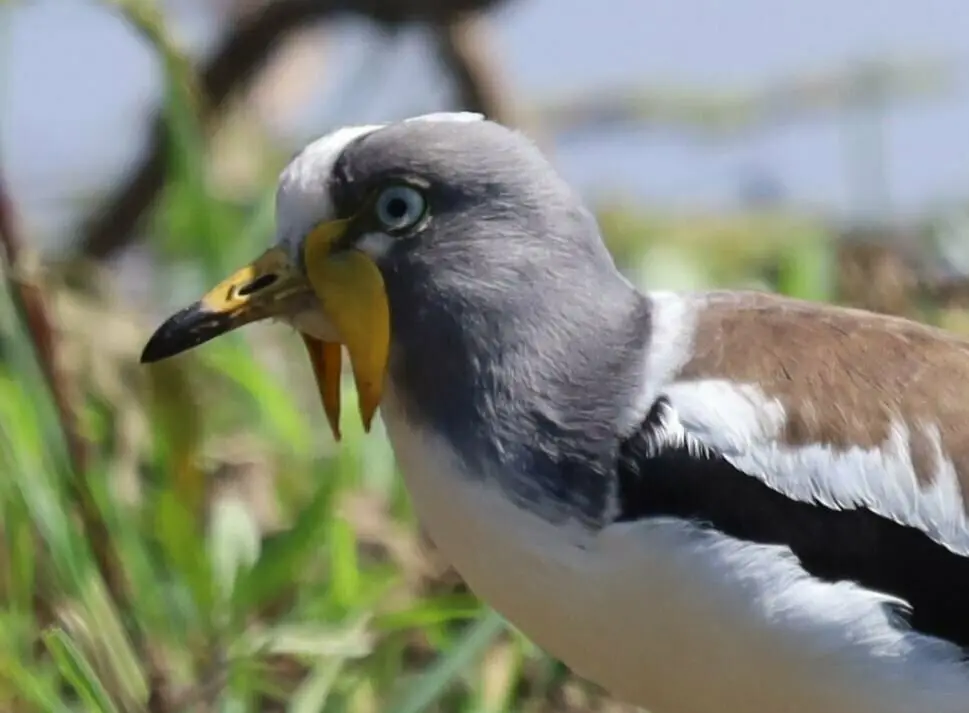 白头麦鸡(Vanellus albiceps)