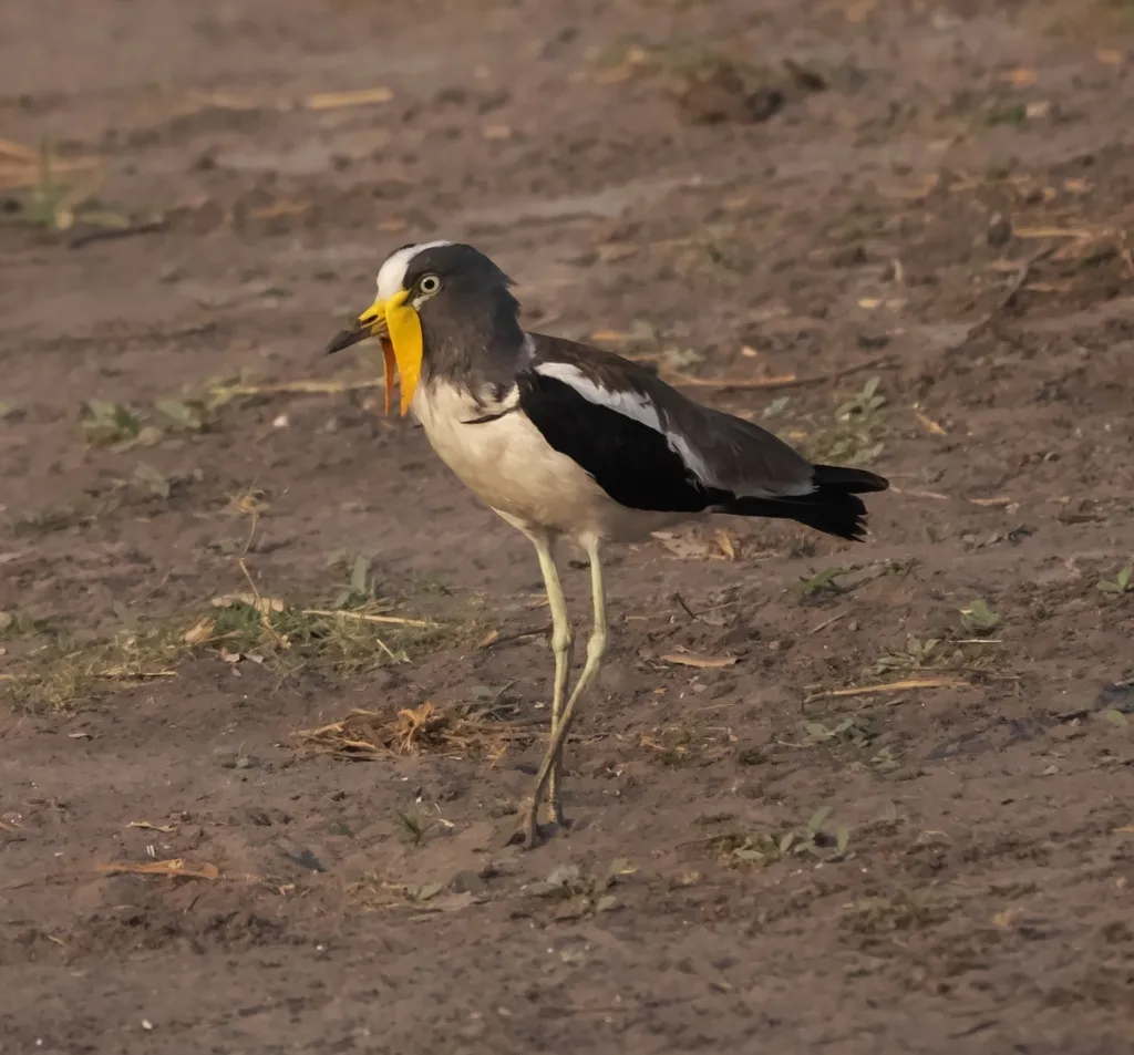 白头麦鸡(Vanellus albiceps)
