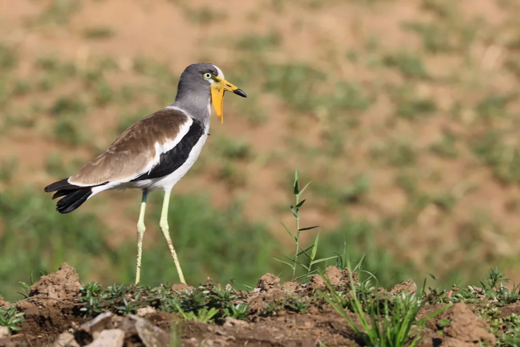 白头麦鸡(Vanellus albiceps)